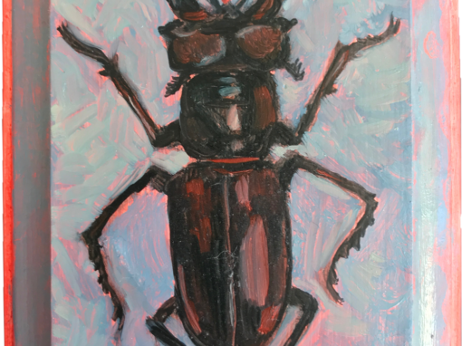 Specimen | NC 2027 Stag Beetle