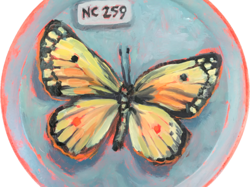 Specimen | NC 259 Butterfly