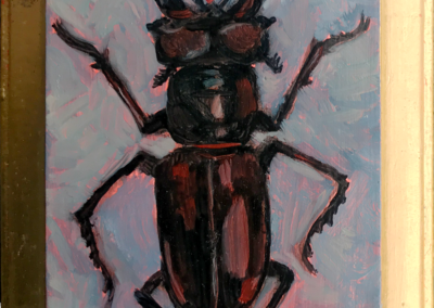 Specimen NC 2027 | Stag Beetle