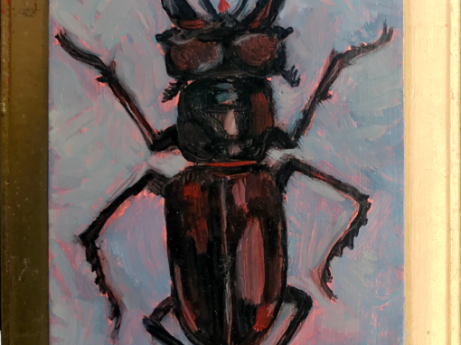 Specimen NC 2027 | Stag Beetle