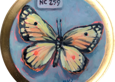 Specimen NC 259 | Clouded Yellow Butterfly