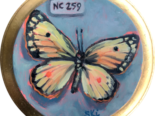 Specimen NC 259 | Clouded Yellow Butterfly