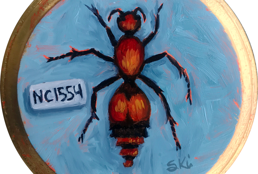 Specimen NC 1554 | Red Velvet Ant