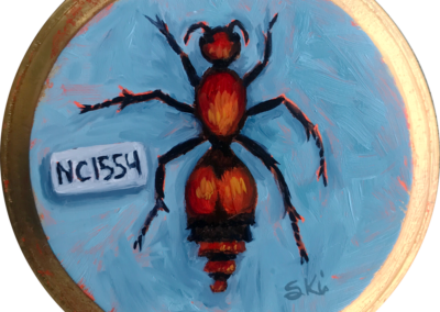 Specimen NC 1554 | Red Velvet Ant