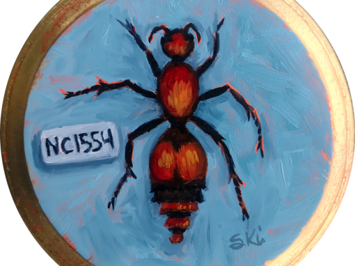 Specimen NC 1554 | Red Velvet Ant