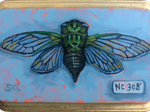 Specimen NC 308 | Cicada