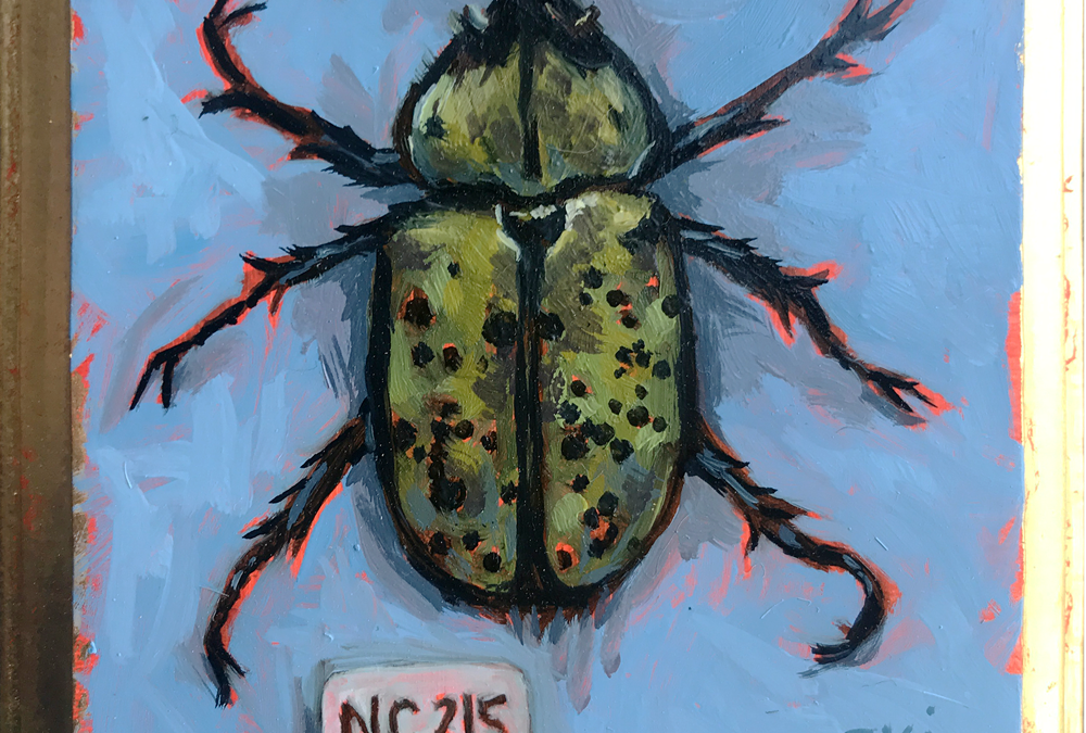 Specimen NC 215 | Hercules Beetle