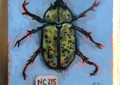 Specimen NC 215 | Hercules Beetle