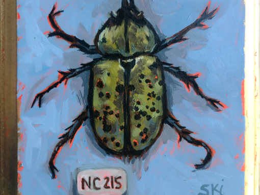 Specimen NC 215 | Hercules Beetle