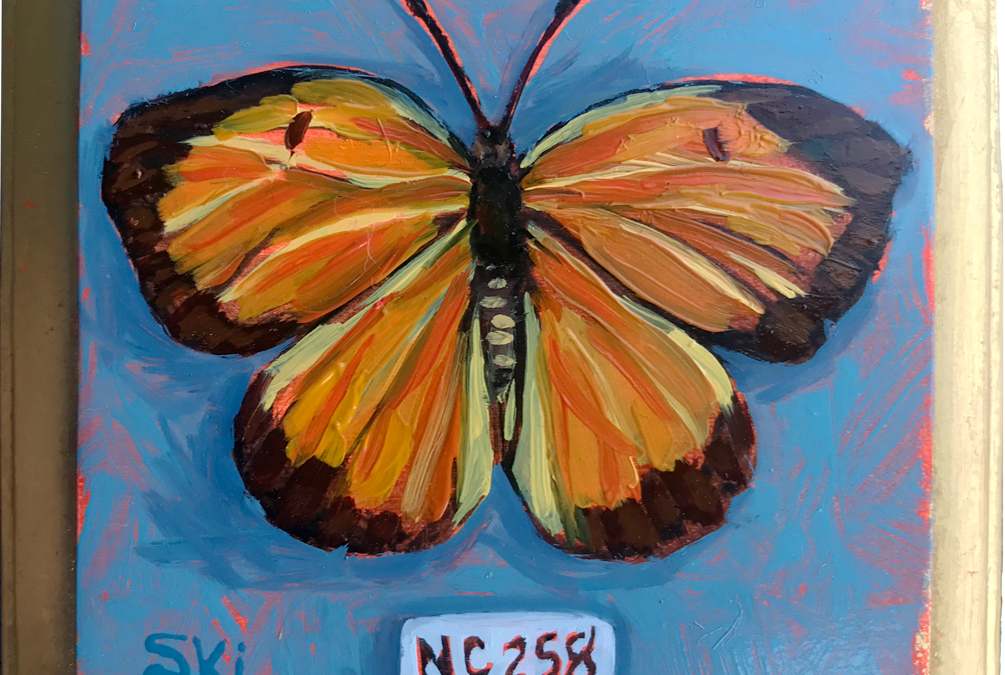 Specimen NC 258 | Sleepy Orange Butterfly