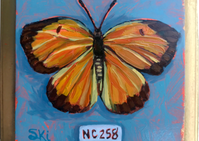 Specimen NC 258 | Sleepy Orange Butterfly