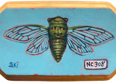 Specimen NC 308 | Cicada