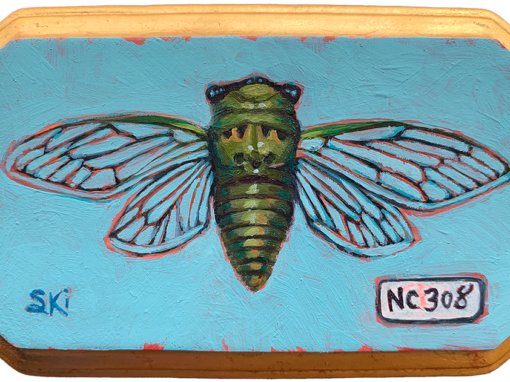 Specimen NC 308 | Cicada