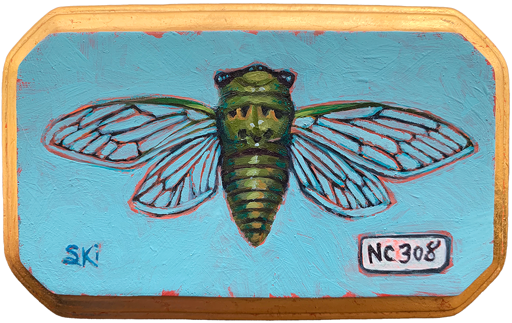 Specimen NC 308 | Cicada