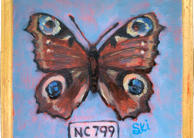 Specimen NC 799 | Peacock Butterfly