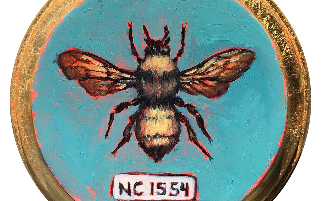 Specimen NC 1554 | Bumble Bee