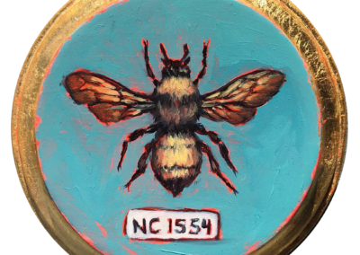 Specimen NC 1554 | Bumble Bee