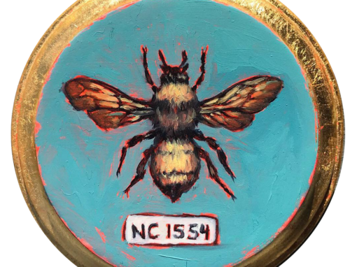 Specimen NC 1554 | Bumble Bee