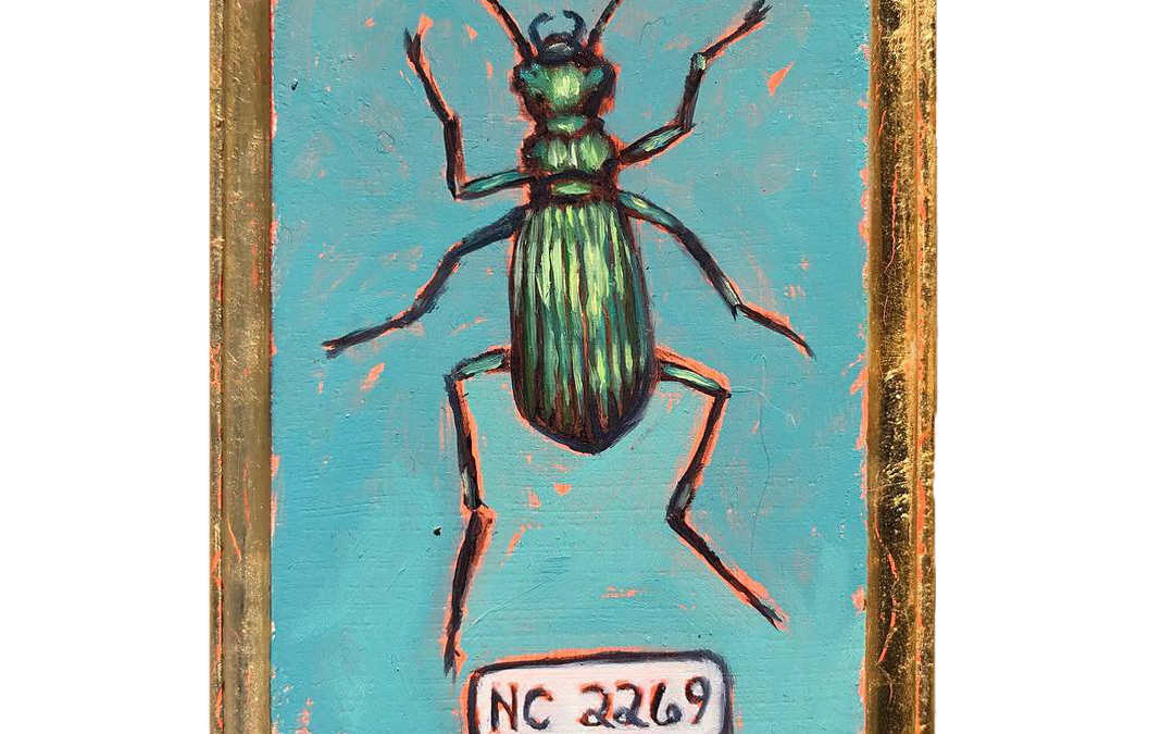 Specimen NC 2269 | Hunter Ground Beetle