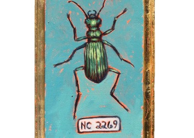 Specimen NC 2269 | Hunter Ground Beetle