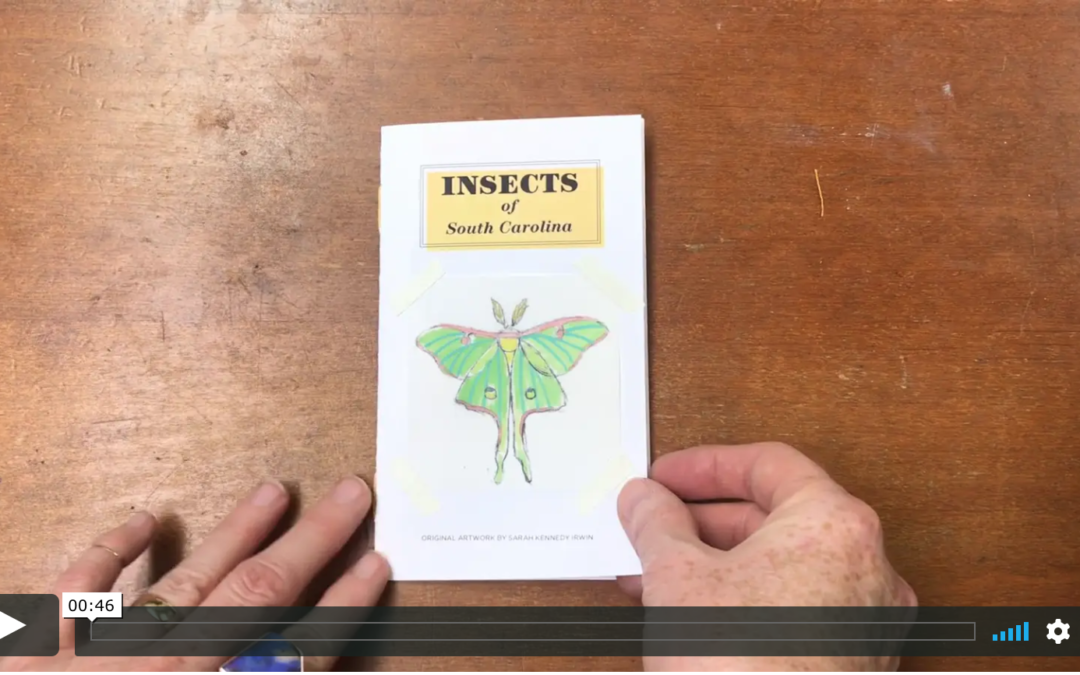 My Insect Zine