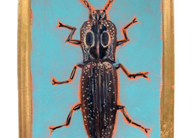 Specimen NC 161 | Click Beetle