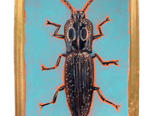 Specimen NC 161 | Click Beetle