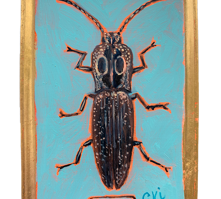 Specimen NC 161 | Click Beetle