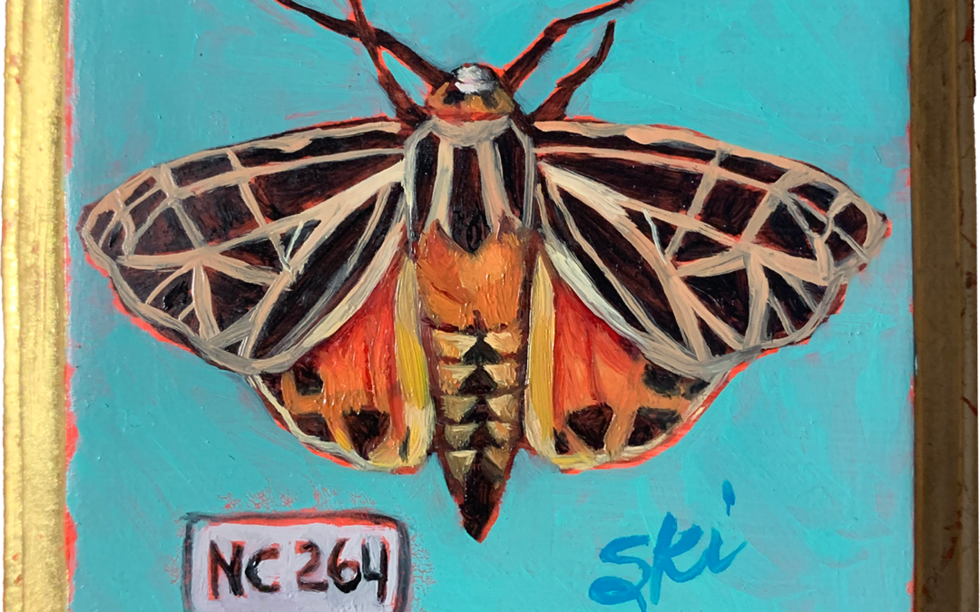 Specimen NC 264 | Tiger Moth