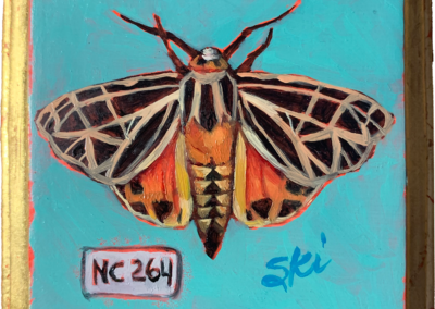 Specimen NC 264 | Tiger Moth