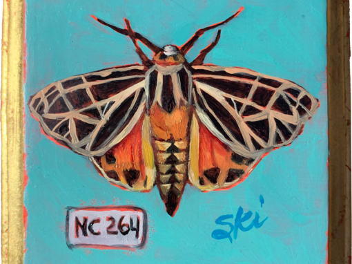 Specimen NC 264 | Tiger Moth