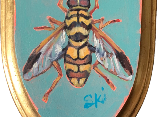 Specimen NC 1553 | Syrphid Fly